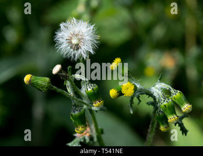 Le séneçon vulgaire (Senecio vulgaris), Warwickshire, UK Banque D'Images