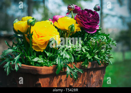 Ranunculus asiaticus renoncule persan ou fleurs. Renoncule jaune et magenta dans le pot de fleurs, dans le jardin. De belles fleurs de printemps Banque D'Images