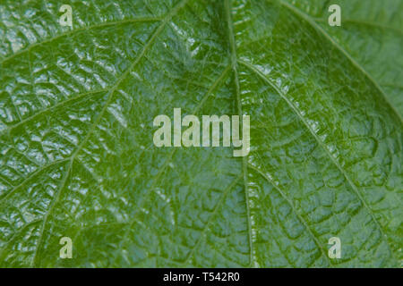 La texture et le motif d'une feuille de vigne sauvage. Banque D'Images