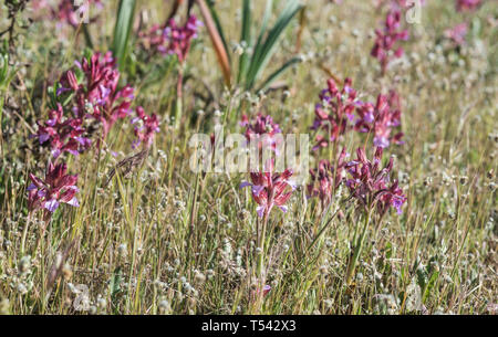 Groupe de floraison de l'Orchidée papillon rose (Anacamptis papilionacea) Banque D'Images