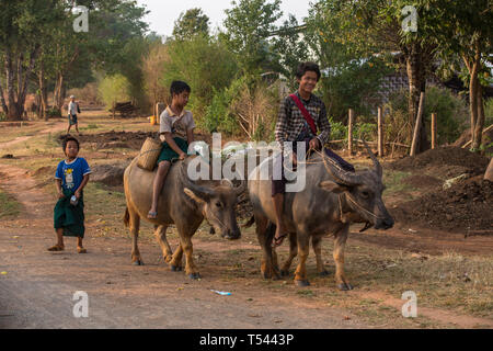 Les garçons Shan équitation le buffle d'eau dans un village sur le trek de Kalaw au Lac Inle, l'État de Shan, Myanmar. Banque D'Images