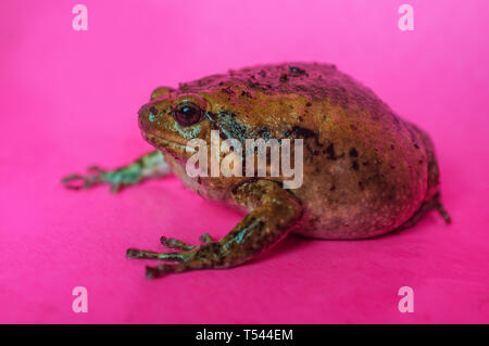 Bullfrog asiatique connu comme Chubby grenouille dans la communauté d'animaux Banque D'Images