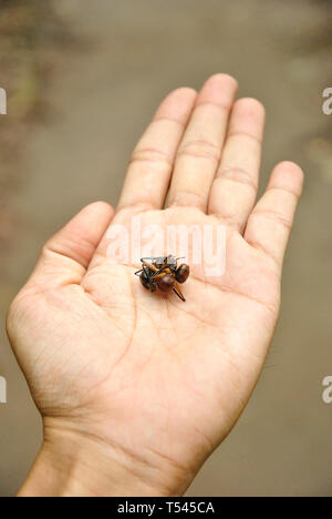 Deux fourmis big bull lutte à mort dans un mans hand Banque D'Images