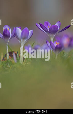 Les crocus bleu en prairie. faible profondeur de champ Banque D'Images