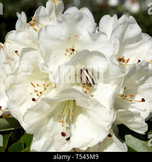 Libre de draps blancs qu'on appelle fleurs rhododendron Albatros avec un escargot rayé dans le cœur de l'une des fleurs. Banque D'Images