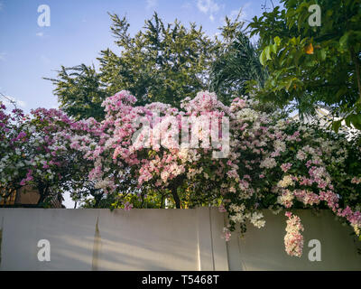 Inflorescence de fleurs de bougainvilliers sur un mur clôture Banque D'Images