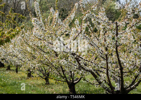 Domaine des cerisiers en fleurs au printemps Banque D'Images