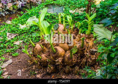 Grand groupe de bulbes qui poussent au cours de la saison du printemps, les jeunes plantes tropicales dans un jardin exotique Banque D'Images