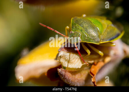 Royaume-uni : la faune au cours de l'hiver après l'ajonc adultes shieldbug avec ressort formation couleur assis sur un gorse fleur, UK Banque D'Images