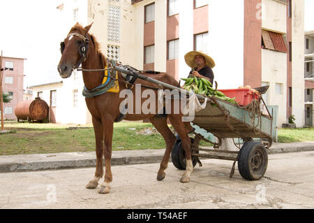 Holguin, Cuba, le 2 décembre 2014 avec l'homme de Cuba et les bananes Banque D'Images