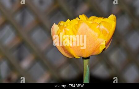 Tulip bien amoureux "Le caméléon Tulip" Banque D'Images