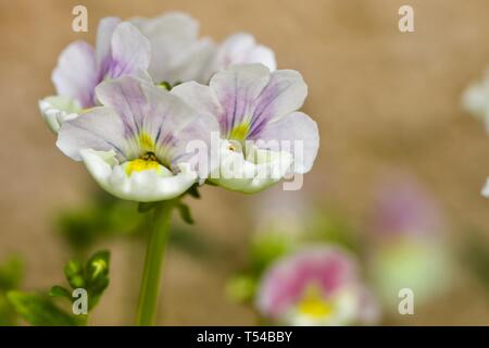 Némésie 'Easter Bonnet' Banque D'Images