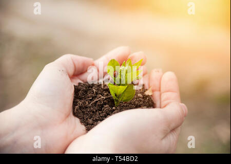 Une jeune plante pousse sur les mains d'un homme dans la lumière du soleil. Le concept de la vie et de la plantation d'arbres Banque D'Images