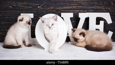 Arrière-plan avec des petits prêts pour votre conception. Kitty passe par la lettre. Kitty est en train de dormir. Trois chatons de race sur fond sombre Banque D'Images