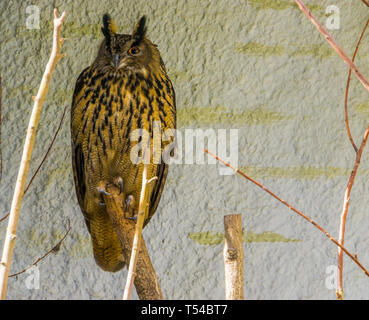 Portrait d'un grand hibou assis sur une branche d'arbre, oiseau commun d'Eurasie Banque D'Images