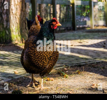 Barnevelder poule, lacé double dutch populaires race hybride de Poulet, poule qui pond des oeufs brun à travers l'ensemble de l'année, avec des plumes colorées d'oiseaux Banque D'Images