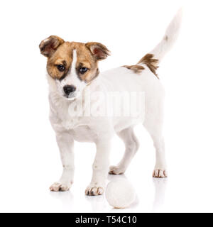 Le chien est avec une queue. Chiot, debout près de la balle. Isolé sur un fond blanc. Poster d'hôtels pour les animaux Banque D'Images