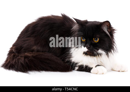 Un chaton est assis et regarde vers la gauche. Chat noir et blanc est assis sur le côté. Le chat est isolé sur un fond blanc. Poster d'hôtels pour les animaux Banque D'Images