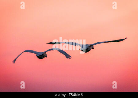 Southport, Merseyside, Royaume-Uni. 21 avril 2019. Beau Lever de soleil. Une paire de cygnes chanteurs accouplées voler élégamment dans le ciel du matin rouge comme sunrise brise l'aube haze le long du littoral de Southport Merseyside. Le Cygne chanteur est un très rare breeding bird au Royaume-Uni, mais a beaucoup de plus grandes populations qui passent l'hiver ici après un long voyage depuis l'Islande. Credit : Cernan Elias/Alamy Live News Banque D'Images