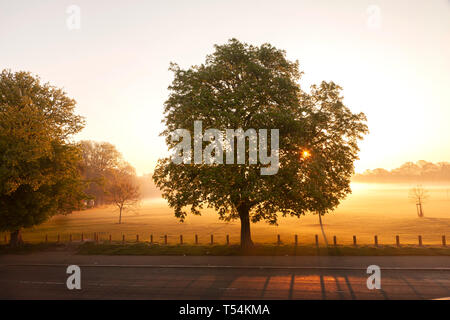 Northampton, Royaume-Uni. 21 avril 2019, la météo. Brume matinale sur Abington Park, un marronnier. (Hippocastanaceae Aesculus hippocastanum), les peuplements en silhouette, avec le soleil derrière, les prévisions pour un autre point chaud. Credit : Keith J Smith./Alamy Live News Banque D'Images