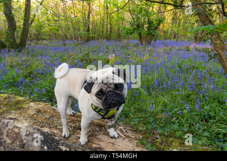 Le PUG Titan assis sur un journal dans un bois bluebell en pleine floraison Banque D'Images