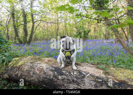 Le PUG dog sitting on se connecte à la caméra vers bois bluebell Banque D'Images