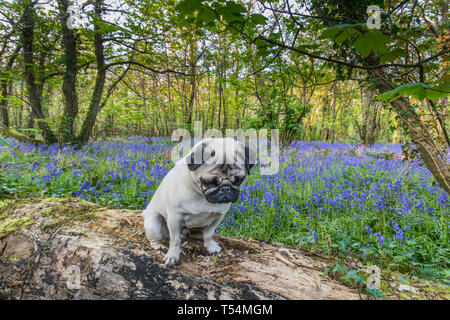 Le PUG Titan assis sur un journal dans un bois bluebell en pleine floraison Banque D'Images