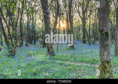 Le soleil traversant les arbres d'une moquette avec des fleurs bois bluebell Banque D'Images