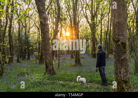 Homme marchant le Pug dog in bluebell woods Banque D'Images