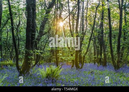 Le soleil traversant les arbres d'une moquette avec des fleurs bois bluebell Banque D'Images