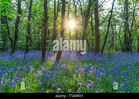 Le soleil traversant les arbres d'une moquette avec des fleurs bois bluebell Banque D'Images