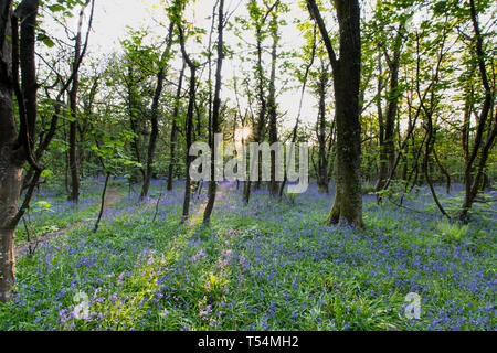 Le soleil traversant les arbres d'une moquette avec des fleurs bois bluebell Banque D'Images