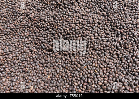Le séchage des grains de café au soleil sur une plantation de café Banque D'Images