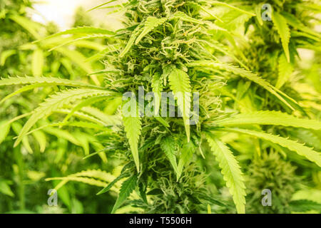 Gros plan bud marijuana plants de cannabis - détail Banque D'Images