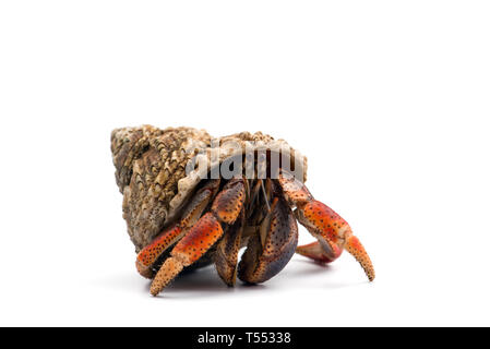 L'ermite isolé sur fond blanc Banque D'Images