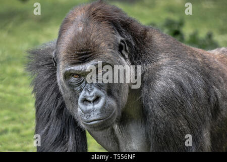 Un très close up portrait of a male silverback gorilla montrant la tête et les épaules et regardant vers l'avant avec des yeux menaçants Banque D'Images