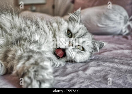 Cette photo montre un chat Persan Chinchilla nommée Lucy. Vous pouvez voir clairement leurs beaux yeux Banque D'Images