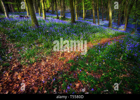 Bluebell Wood dans Margam Banque D'Images