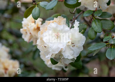 Rhododendron 'Rothenburg' la floraison au printemps. UK Banque D'Images