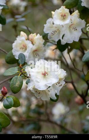 Rhododendron 'Rothenburg' la floraison au printemps. UK Banque D'Images