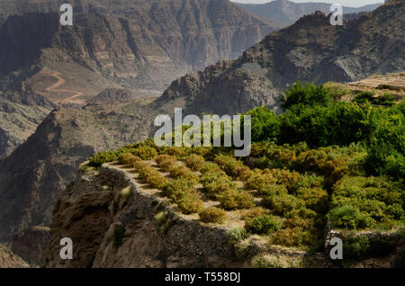 Le vert des montagnes appelé Jebel Akhdar des montagnes Hajar, l'intérieur dur d'Oman, la maison de rose traditionnelle et des fruits de la récolte Banque D'Images