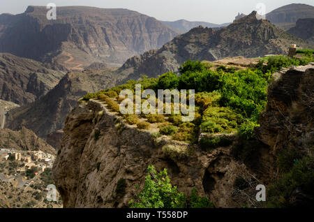 Le vert des montagnes appelé Jebel Akhdar des montagnes Hajar, l'intérieur dur d'Oman, la maison de rose traditionnelle et des fruits de la récolte Banque D'Images