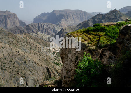 Le vert des montagnes appelé Jebel Akhdar des montagnes Hajar, l'intérieur dur d'Oman, la maison de rose traditionnelle et des fruits de la récolte Banque D'Images