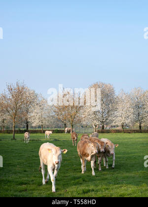 La blonde d'aquitaine de veaux au pré vert avec fleurs blanches arbres printemps aux Pays-Bas Banque D'Images