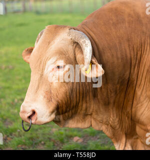 Gros plan du grand chef de la blonde d'aqiuitiaine bull en pré herbeux vert Banque D'Images