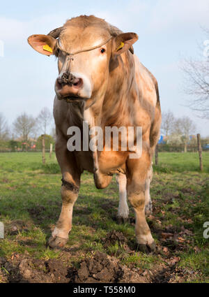 La blonde d'aquitaine se distingue bull au printemps meadow Banque D'Images