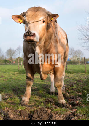 La blonde d'aquitaine se distingue bull au printemps meadow Banque D'Images