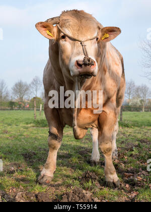 La blonde d'aquitaine se distingue bull au printemps meadow Banque D'Images