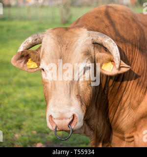 Gros plan du grand chef de la blonde d'aqiuitiaine bull en pré herbeux vert Banque D'Images