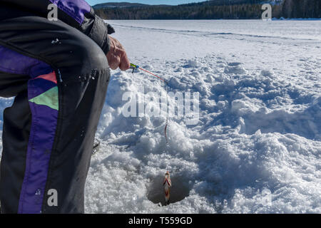 Main tenant une canne à pêche avec une perche sur le crochet sur le chemin jusqu'à travers un trou percé dans la glace, photo du nord de la Suède. Banque D'Images